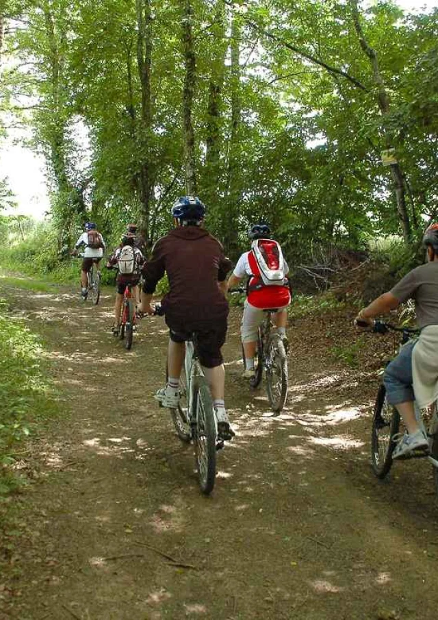 Bicicleta de montaña
